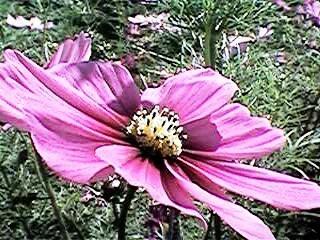A flower with muted colors and weird contrast