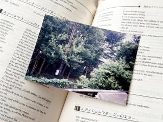 A photo of a wood with a house and power line visible